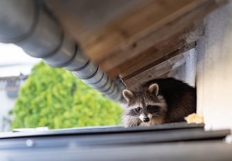 A raccoon under a roof